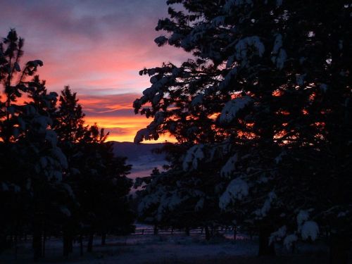 A vibrant sunset casts orange and pink hues behind snow-covered trees in a serene winter landscape.