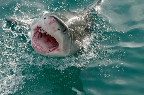 A great white shark breaches the water, mouth open wide, surrounded by splashes and bubbles.