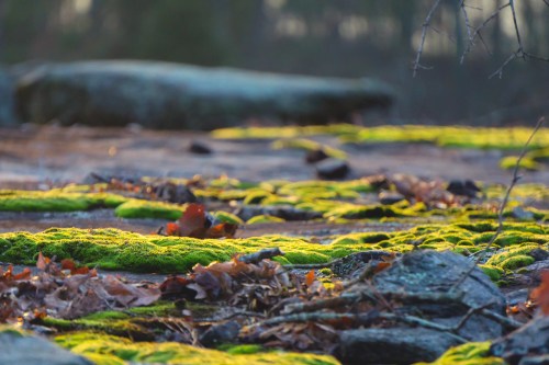 Lush green moss covers rocky ground, illuminated by soft sunlight, with scattered leaves in a serene natural setting.