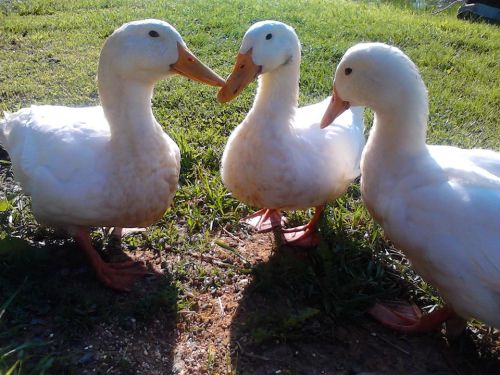 Three white ducks standing on grass, facing each other in a sunny outdoor setting.