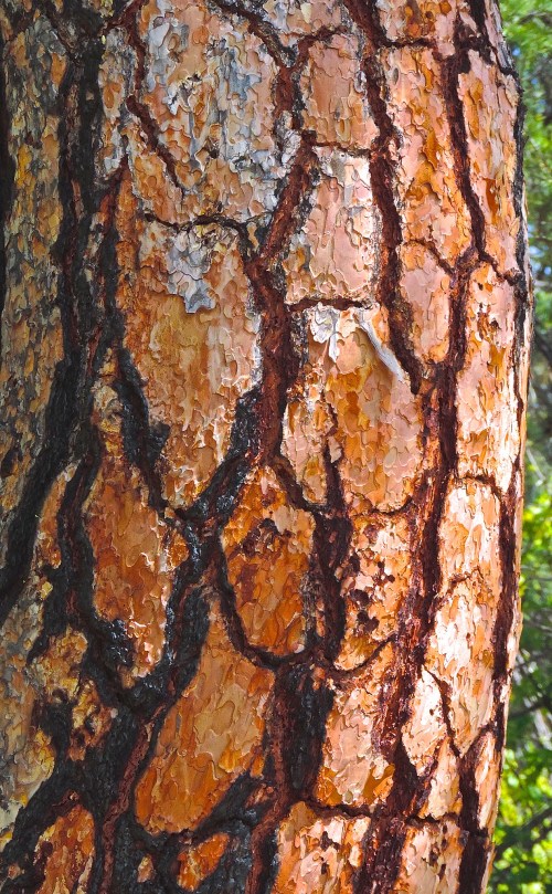 Close-up of a textured tree bark with intricate patterns and warm, earthy tones.