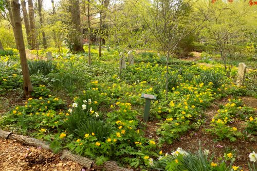 A vibrant garden filled with yellow flowers and green foliage, surrounded by trees in a serene natural setting.