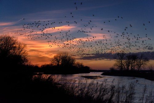 A serene sunset over a river, with flocks of birds flying across a colorful sky and silhouettes of trees in the foreground.