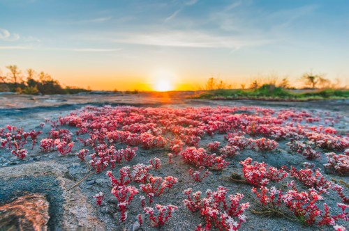 A vibrant field of pink flowers blooms on rocky ground under a colorful sunset sky.