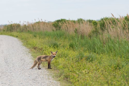 A fox stands on a gravel path beside tall grass and reeds, looking back towards the camera.