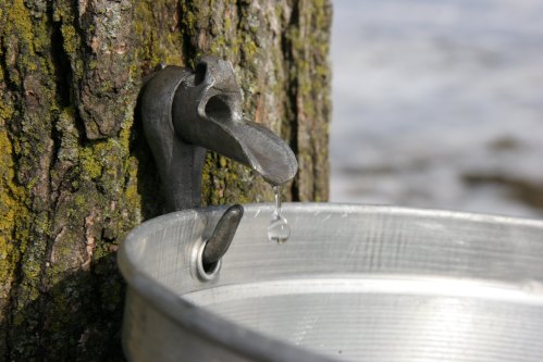 A metal tap attached to a tree trunk, with a droplet of water falling into a metal bucket below.