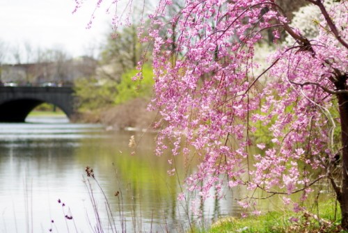 A serene river scene with blooming pink flowers and a bridge in the background, surrounded by lush greenery.