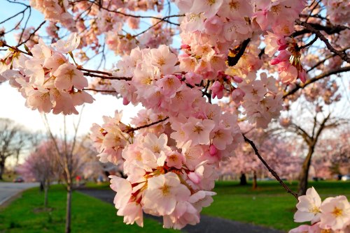 Blossoming cherry tree branches with pink flowers against a clear sky and green grass in the background.