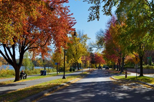 A scenic autumn street lined with colorful trees, a bench, and a view of the water under a clear blue sky.