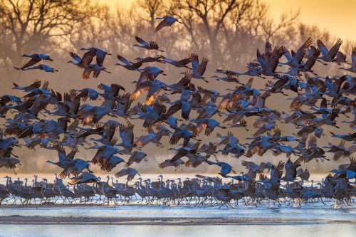 A large flock of cranes takes flight over a misty wetland at sunrise, creating a stunning silhouette against the sky.