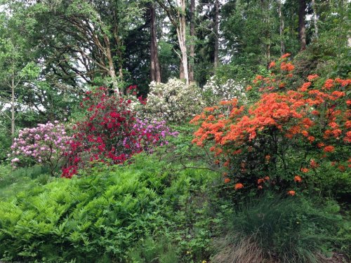 A vibrant garden scene featuring blooming pink, red, and orange flowers among lush green foliage and trees.