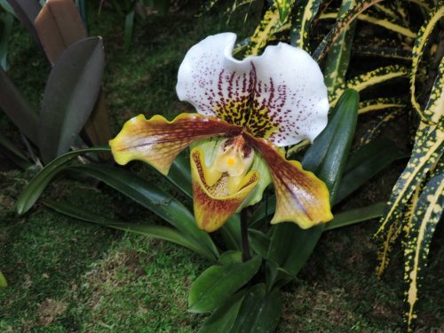 A close-up of a vibrant orchid with white and yellow petals, featuring intricate purple markings, surrounded by green foliage.
