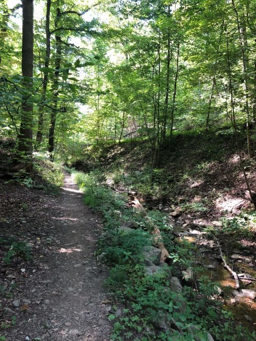 A serene forest path lined with lush greenery and a small creek running alongside. Sunlight filters through the trees.