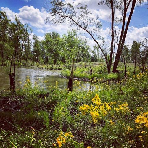 A serene riverbank scene with blooming yellow flowers, lush greenery, and trees under a bright blue sky with clouds.