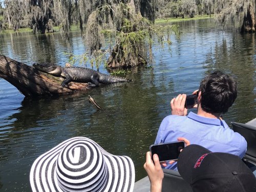 A person takes a photo of an alligator resting on a log in a serene lake, surrounded by trees and Spanish moss.