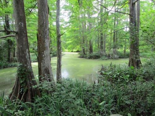 Lush green swamp with cypress trees and still water covered in algae, surrounded by dense vegetation.