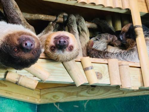 A group of sloths hanging upside down on a wooden structure, with their faces visible and relaxed expressions.