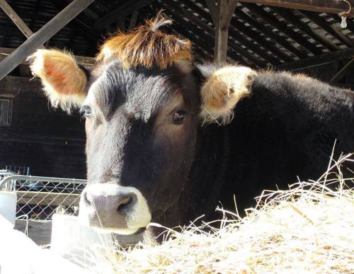 A close-up of a black cow with a distinctive tuft of hair, looking curiously from a barn filled with hay.