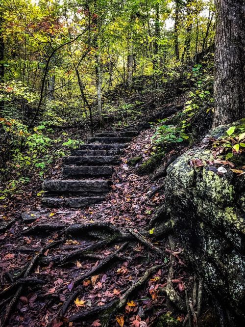 A winding stone staircase surrounded by lush greenery and autumn leaves in a forested area.