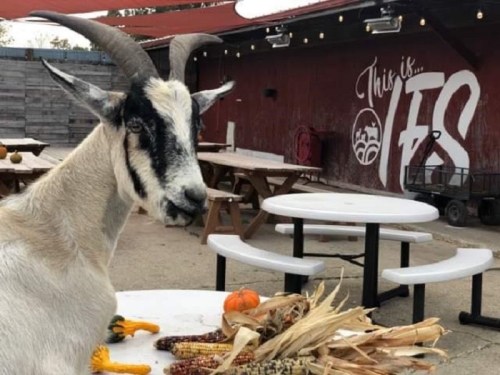 A goat stands near tables with pumpkins and corn, in front of a rustic wall that reads "This is..."