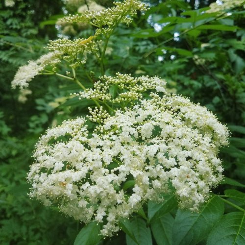 A cluster of small white flowers surrounded by green leaves in a lush, natural setting.