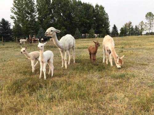 A group of alpacas and their young standing in a grassy field with trees in the background.