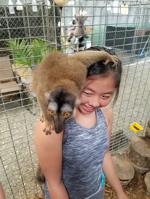 A girl smiles as a monkey perches playfully on her shoulder in a zoo-like setting.