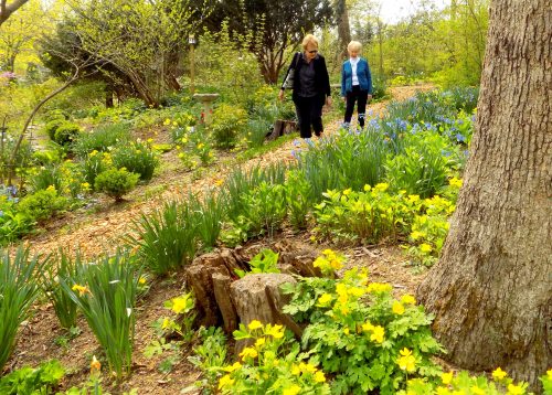 Two women walk along a flower-lined path in a lush garden, surrounded by blooming yellow and blue flowers.