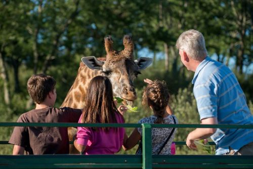 A giraffe reaches for food from a group of children and an adult in a natural setting.