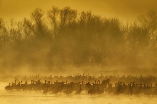 A flock of cranes stands in a misty landscape, silhouetted against a golden sunrise. Trees are faintly visible in the background.