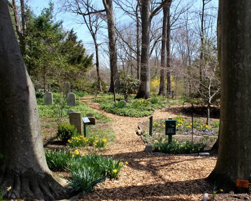 A serene garden path winding through trees, with gravestones and blooming flowers in a peaceful, natural setting.