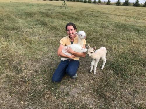 A woman in a yellow shirt holds a white lamb, with two other lambs standing beside her in a grassy field.