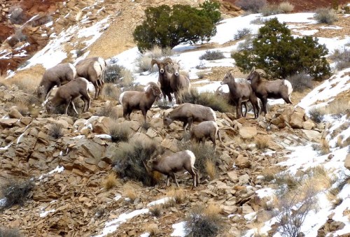 A group of bighorn sheep on rocky terrain, surrounded by sparse vegetation and patches of snow.