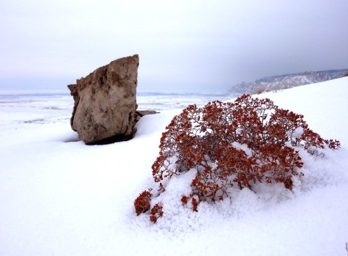 A rocky outcrop beside a small, red plant covered in snow, set against a vast, snowy landscape under a gray sky.
