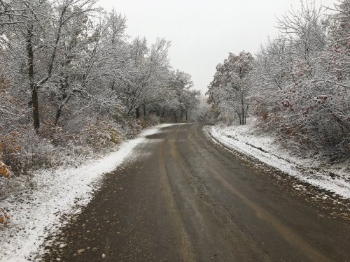 A winding dirt road surrounded by snow-covered trees and a light dusting of snow on the ground.