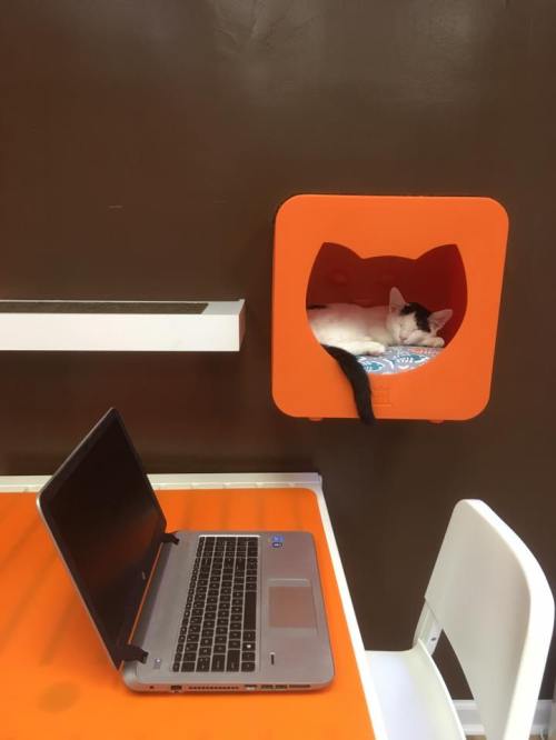 A sleeping cat in an orange cat-shaped bed next to an open laptop on a bright orange table.