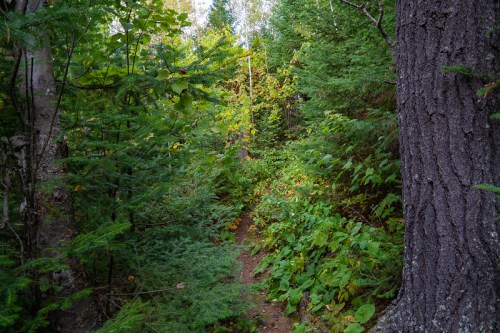 A narrow trail winding through dense green foliage and trees in a forest setting.