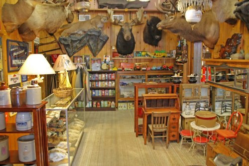 A vintage store interior filled with taxidermy, old toys, and various antiques displayed on shelves and tables.