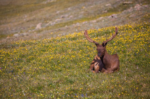 A moose resting in a vibrant field of yellow and purple wildflowers under a clear blue sky.