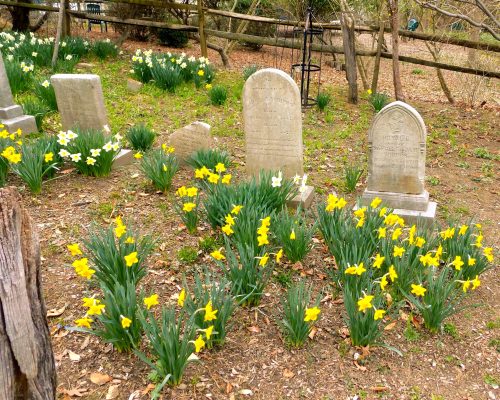 Gravestones surrounded by blooming yellow daffodils in a serene, wooded cemetery setting.