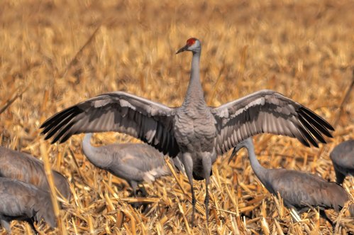 A sandhill crane spreads its wings in a field, surrounded by other cranes in a golden, straw-like environment.