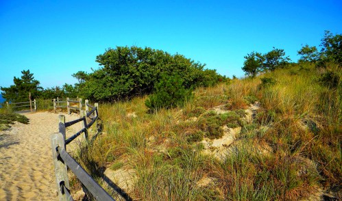 A sandy path leads through lush greenery and shrubs under a clear blue sky.