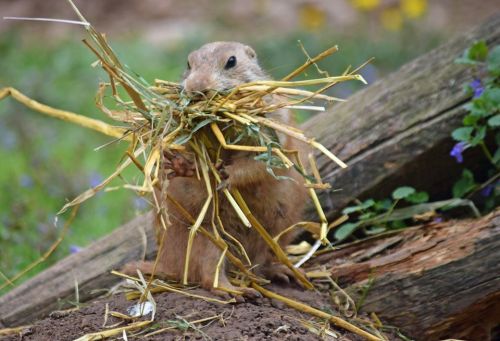 A prairie dog holds a mouthful of straw while sitting on the ground near a wooden log.