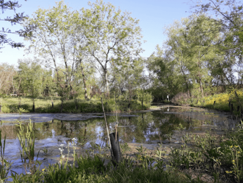 A serene pond surrounded by lush greenery and trees under a clear blue sky. Reflections shimmer on the water's surface.