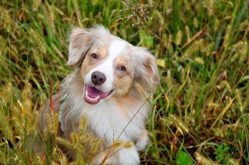 A happy dog with a light brown and white coat sitting in tall grass, looking at the camera with a joyful expression.