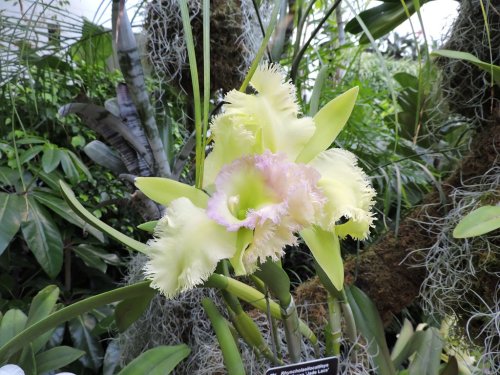 A close-up of a vibrant yellow orchid with frilled pink edges, surrounded by lush green foliage.