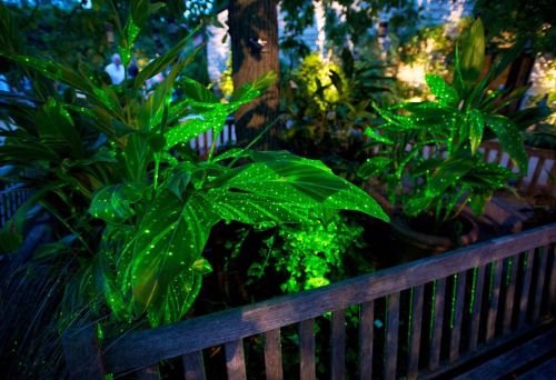 A lush garden scene with green plants illuminated by sparkling green lights, creating a magical atmosphere.