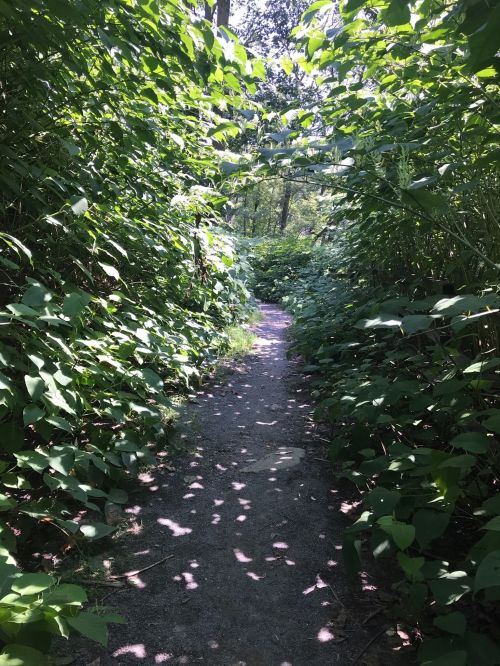 A narrow dirt path surrounded by lush green foliage and dappled sunlight filtering through the leaves.