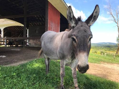 A gray donkey stands in front of a barn, with green grass and a blue sky in the background.