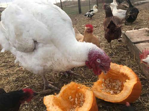 A turkey pecks at a halved pumpkin, surrounded by chickens and ducks in a farmyard setting.